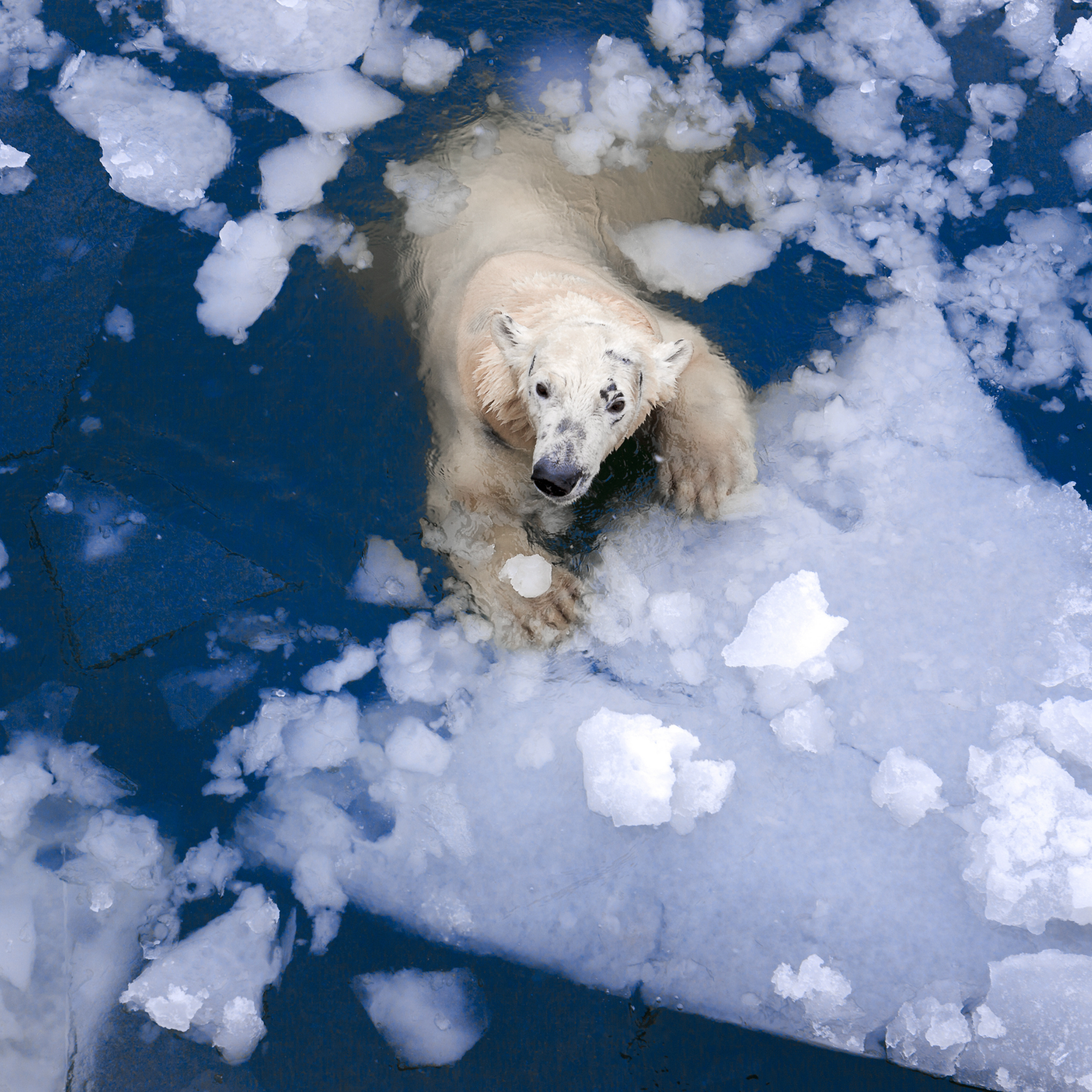 polarbear